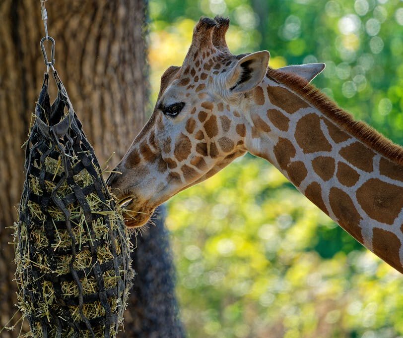 Giraffe Eating Grass in Zoo