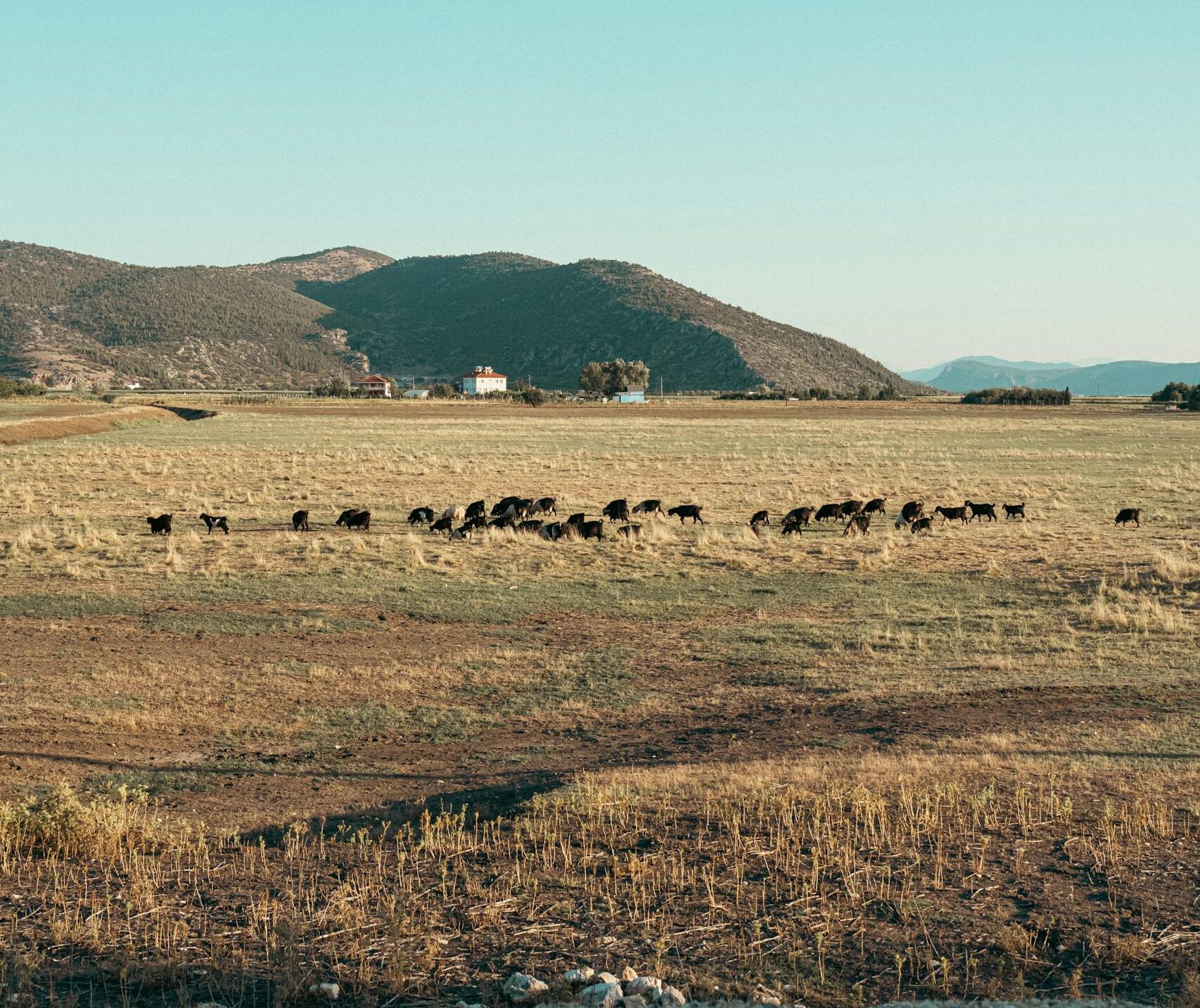 A herd of cattle grazing in a field