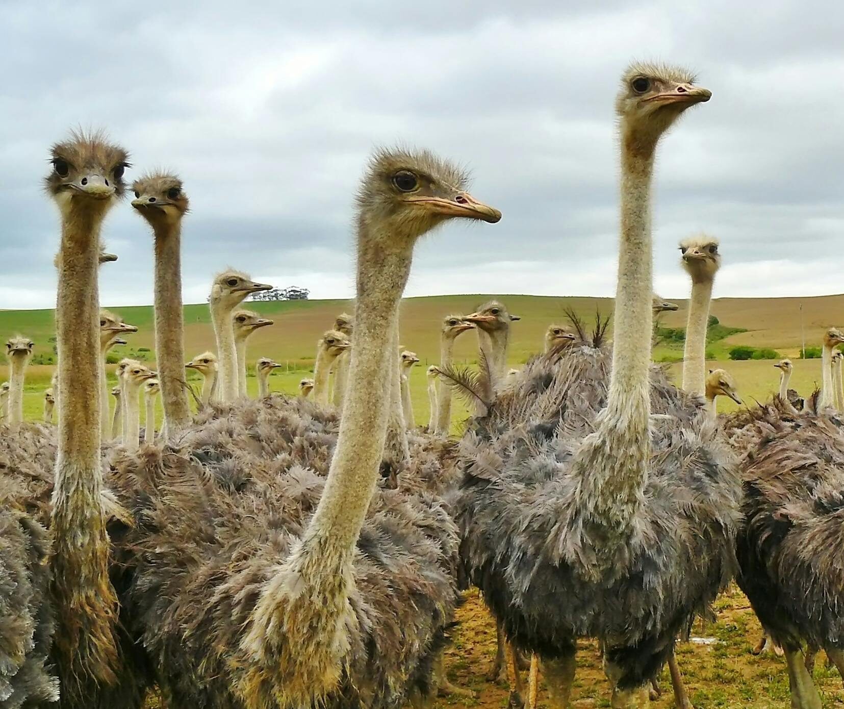 Ostrich Under White Sky