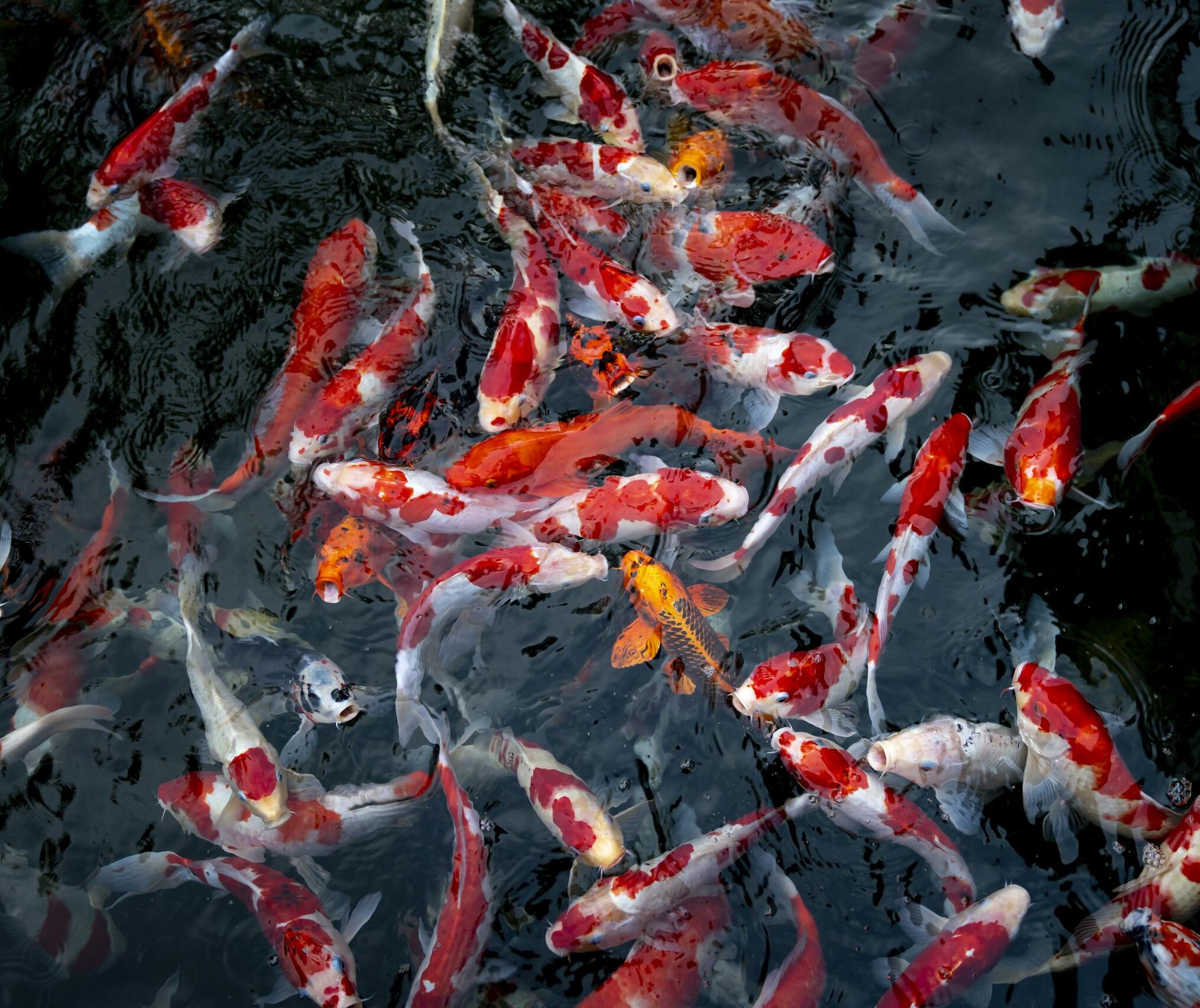 Shoal Of Orange Koi