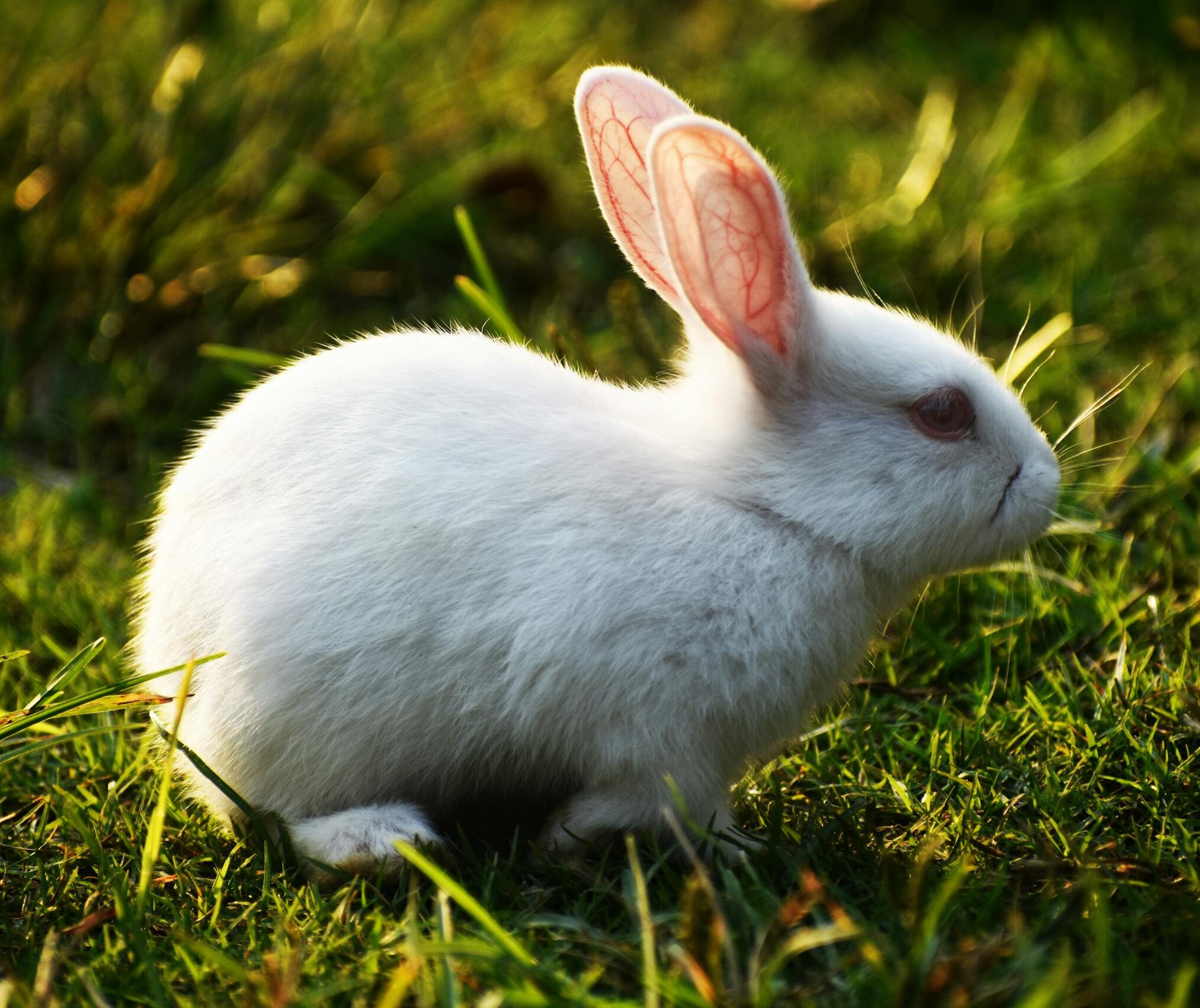 White Rabbit on Green Grass